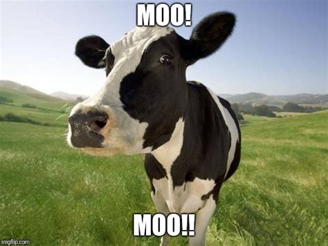 Moo!!! - Imgflip