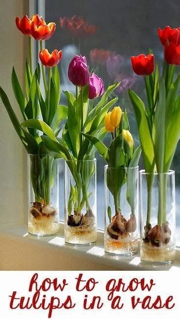 How to grow tulip bulbs indoors #Flowers - Organic Gardening