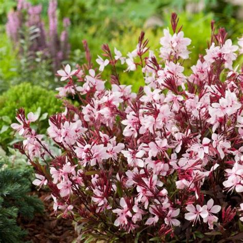 Gaura lindheimeri ‘Belleza Compact Light Pink’ | Kiefer Nursery: Trees ...