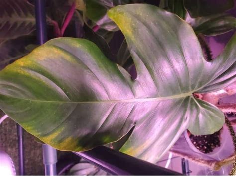 Why are Philodendron Leaves Turning Yellow? 4 Ways to Fix Them | Gardenine