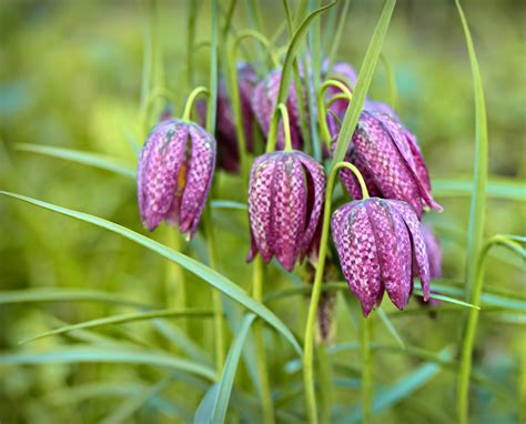 Fritillaria Care: Complete Fritillaria Growing Guide - Garden Lovers Club