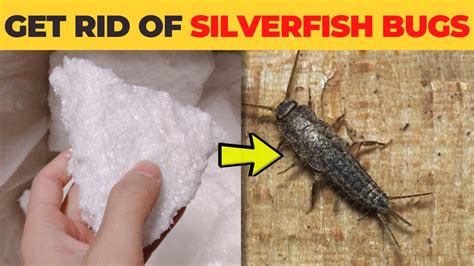 Silverfish Larvae