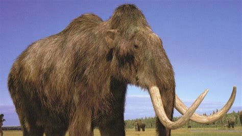 Woolly Mammoth Being Resurrected From Extinction, Here's When It Returns | GIANT FREAKIN ROBOT