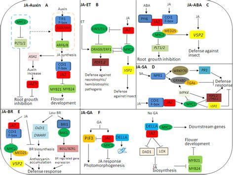 Frontiers | The Crosstalks Between Jasmonic Acid and Other Plant Hormone Signaling Highlight the ...