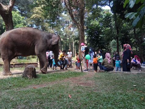 Selama liburan panjang, 6000 Orang Kunjungi Kebun Binatang Bandung