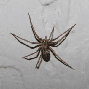 Five Scary Spiders That Will Have Your Skin Crawling