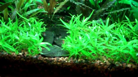 10G Crystal Red Shrimp Tank 12 13 2012 - YouTube