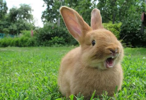 30 Best & Cutest Rabbit Breeds To Keep As Pets