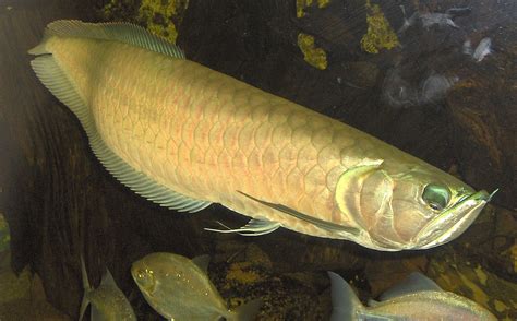 Silver arowana - Wikipedia