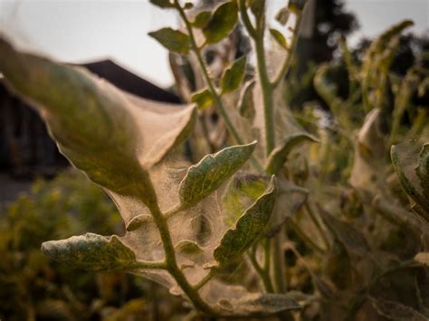 Spider Mites On Tomato Plants | Identify, Kill, & Prevent - Audrey's Little Farm