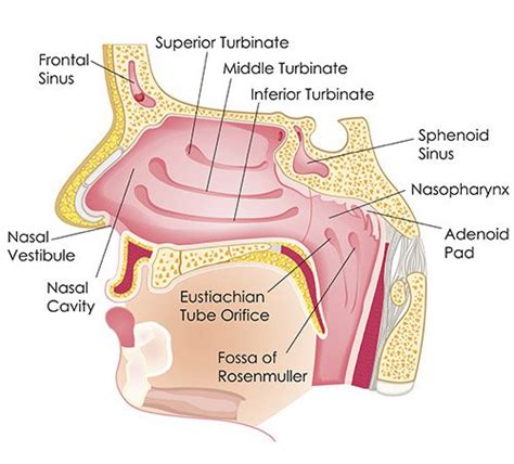 Parts Of Nose And Its Function