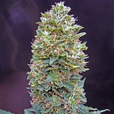 Bubble Gum | Feminized Cannabis Marijuana Seeds | SeedsMafia™