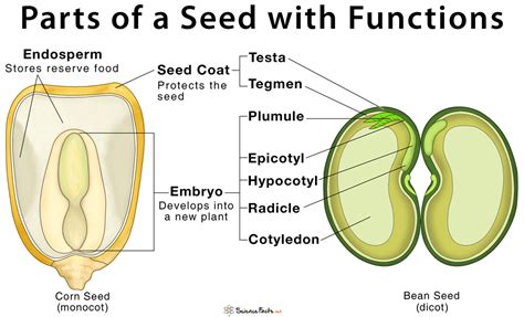 Parts of a Seed, Their Structure, and Functions with Diagram