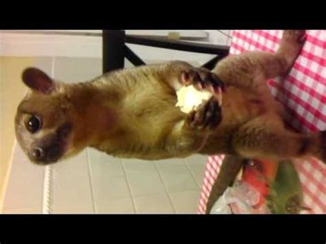 Kinkajou Eating Banana - YouTube