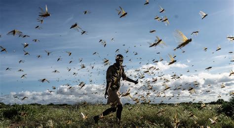 Africa News: Locust Swarms Can be Contained by East African Nations ...