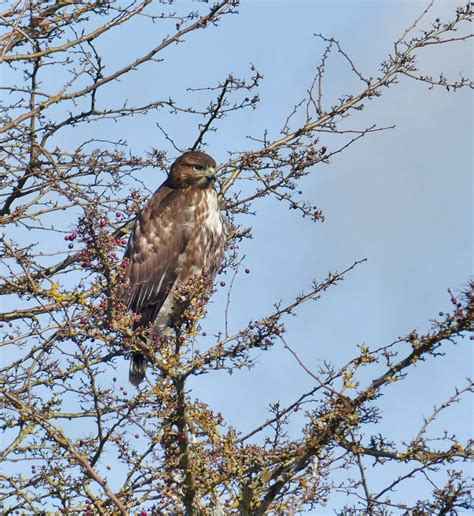 Juvenile Red-tailed hawk - FeederWatch