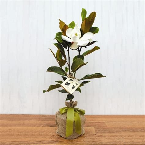 Southern Magnolia Tree - Memorial Gifts | The Sympathy Store