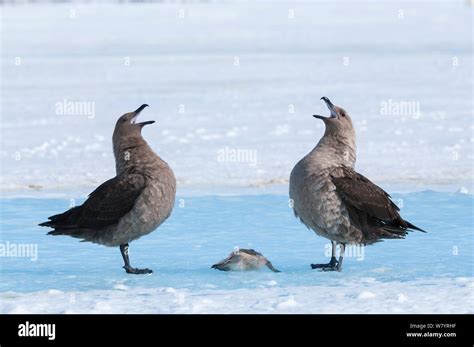 South polar skua (Stercorarius maccormicki) pair calling over dead ...