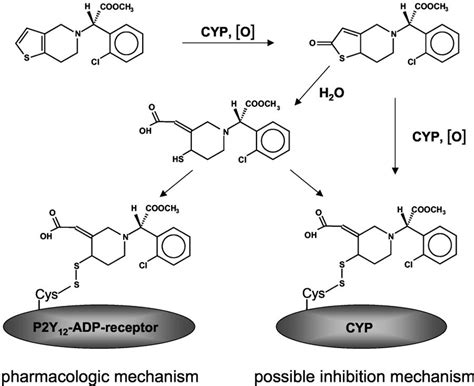 Possible mechanism for irreversible inhibition of CYP2B6 by ...