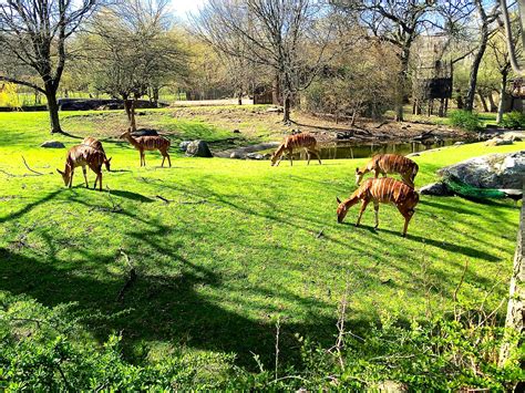 The Bronx Zoo - As Told By Ash and Shelbs