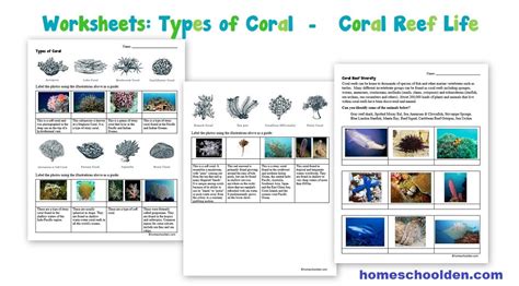 Coral Reef Worksheets and Interactive Notebook Activities - Homeschool Den