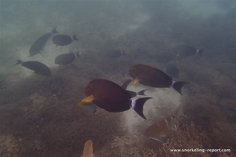 Snorkeling in Kanumera Bay, Isle of Pines | Snorkeling in New Caledonia