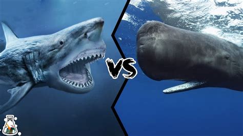 Megalodon Shark Vs Whale Shark