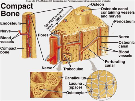 osteocytes | Human anatomy and physiology, Anatomy and physiology, Anatomy