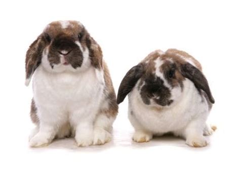 Meet the Rabbit Breeds - The Rabbit Hop