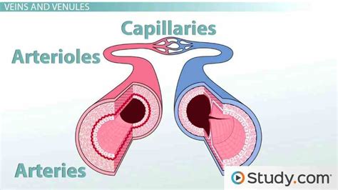 Heart Veins Arteries Capillaries | MedicineBTG.com