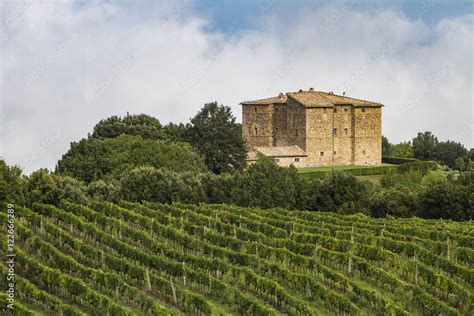 Vineyard near Montalcino, Italy Stock Photo | Adobe Stock