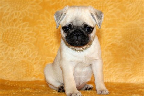 Fairytailpuppies "where pets are family too - Home | Pug puppies, Pug dog, Fawn pug