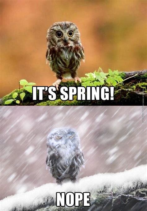 It's spring! Nope. - Funny Lover | Funny animals, Funny owls, Winter humor