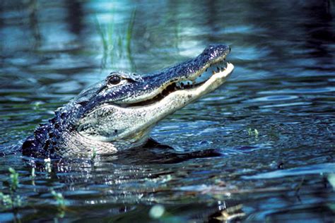 In the Swamps: The Business & Conservation of Gator Hunting - Game & Fish