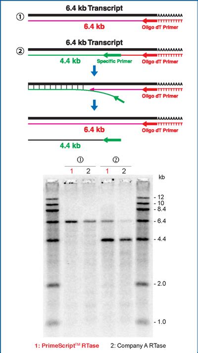 PrimeScript 1st strand cDNA Synthesis Kit