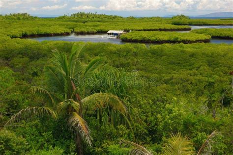 Philippine Nature - Mangroves Stock Photo - Image of climate, national ...