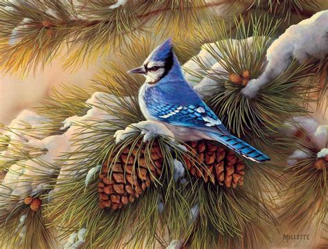 Одноклассники | Blue jay, Watercolor bird, Bird prints