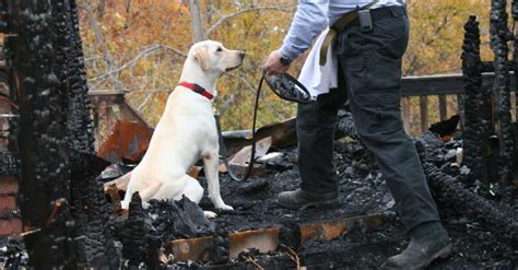 The role of accelerant detection canines for Fire and Explosion ...