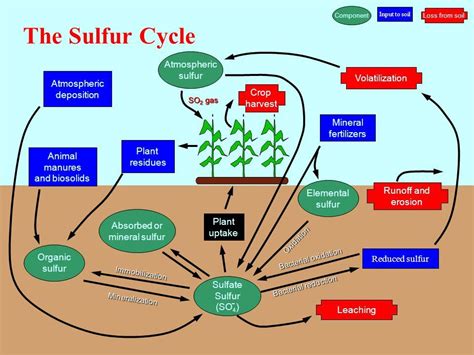 The Sulfur Cycle | Sulphur cycle, Biology facts, Teacher hacks