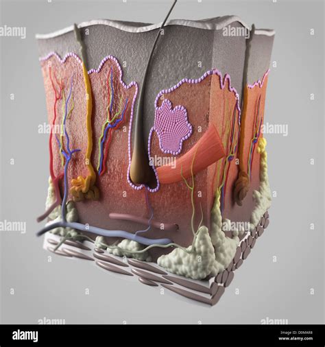 Major Components Of The Dermis Diagram Dermis Skin Layer Str