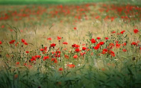 Poppy Field Wallpapers - Wallpaper Cave