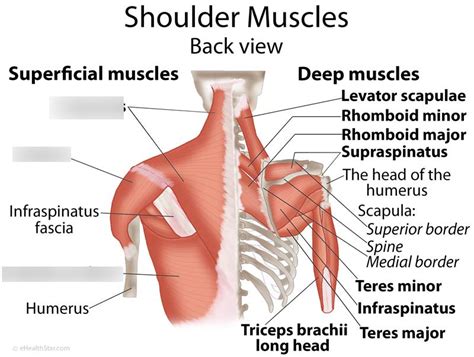 Back and shoulder Muscles Diagram | Quizlet