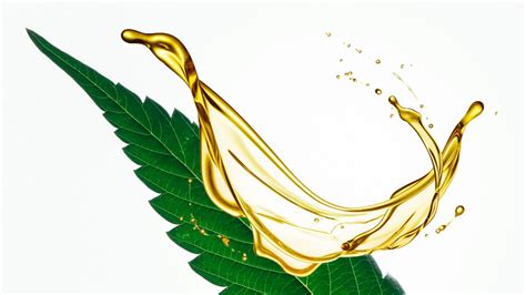 How exactly does Cannabis sativa seed oil benefit skin health? - Imperium Est