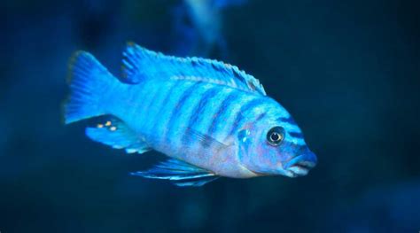 Blue Fish for Aquariums: 8 Beautiful Fish - Electric Blue Crayfish ...