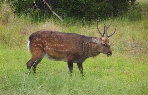 Assateague Sitka Deer by Joshua Bales