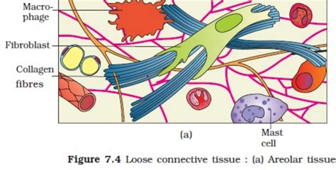 Please give a well-labelled diagram of areolar tissue - Science ...