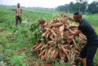 Researcher Gives Better Ways To Farm Yam — OsunDefenderOsunDefender