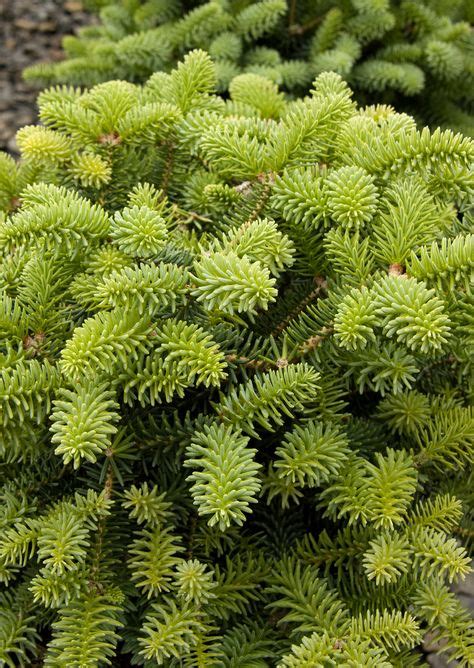 78 Dwarf Evergreens Zone 5 ideas in 2021 | evergreen, shrubs, plants