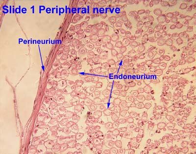 Endoneurium - Wikipedia