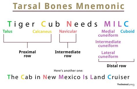 Tarsal Bones – Definition, Anatomy, Location, & Functions